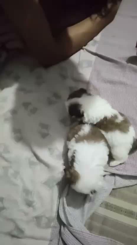 Shih Tzu | Black Color, farm video