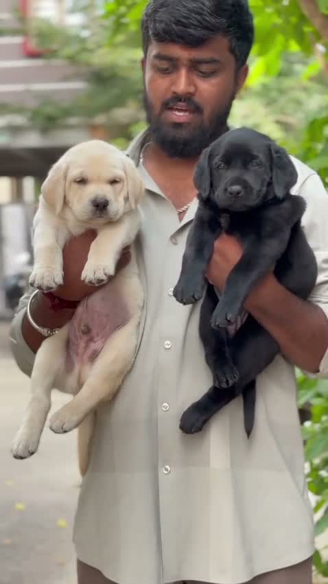Beagle Black & Tan Puppy, farm video
