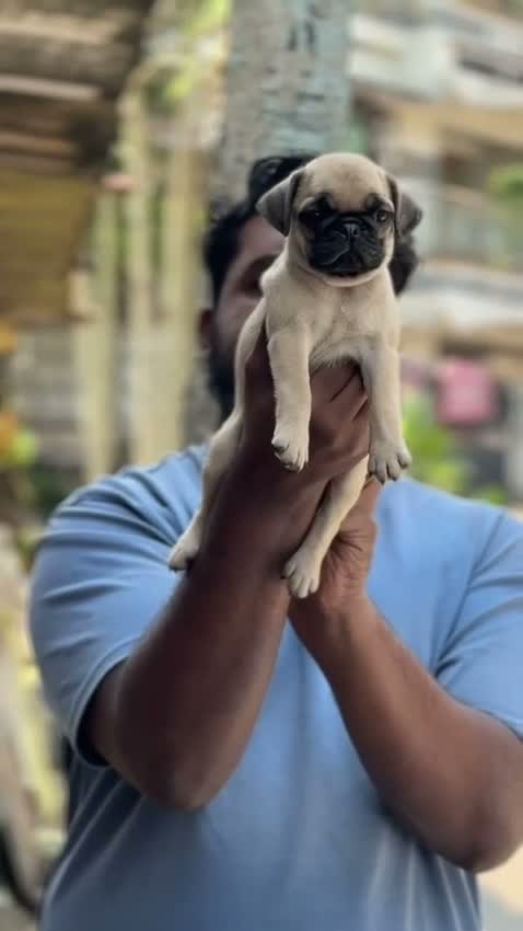 Pug Puppy, farm video