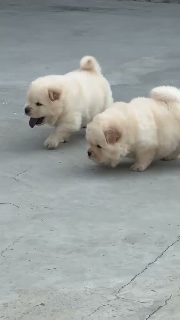 Chow Chow Puppies, farm video
