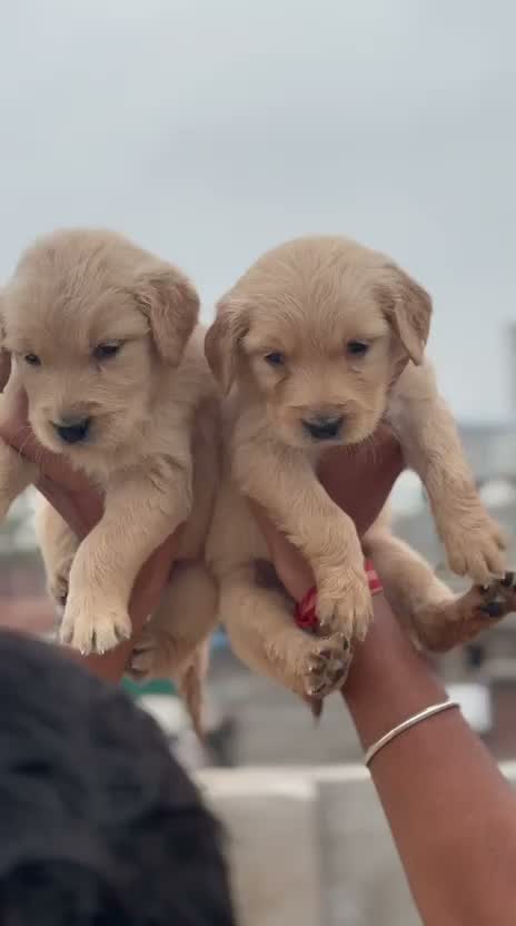 Dachshund Puppy | Brown, farm video