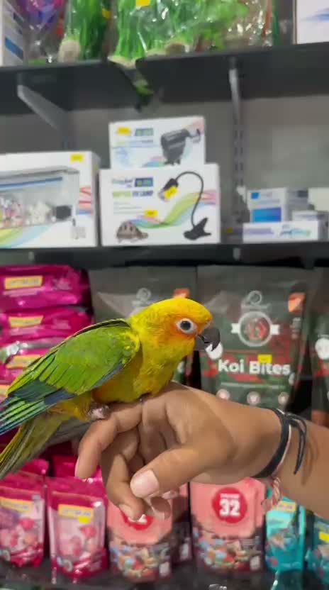 Sun Conure, farm video