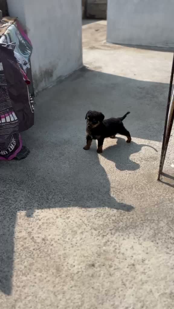 Rottweiler Puppy, farm video