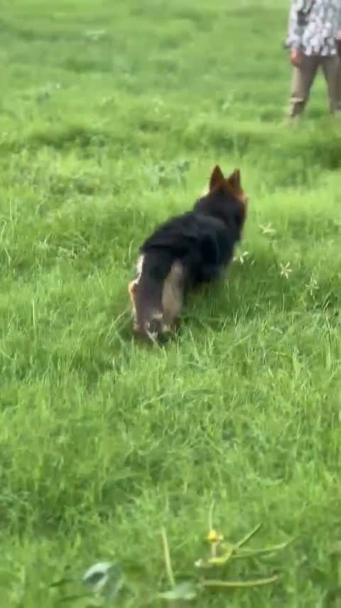 German Shepherd Puppy, farm video