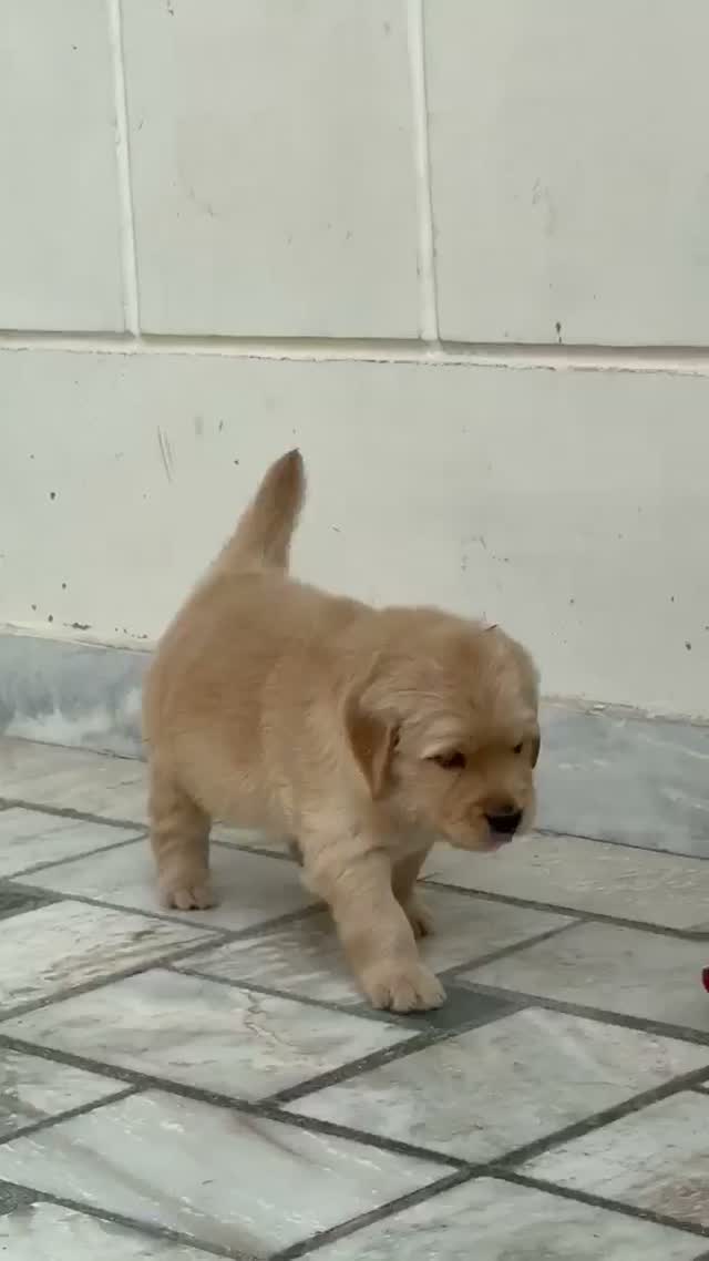 Golden Retriever, farm video