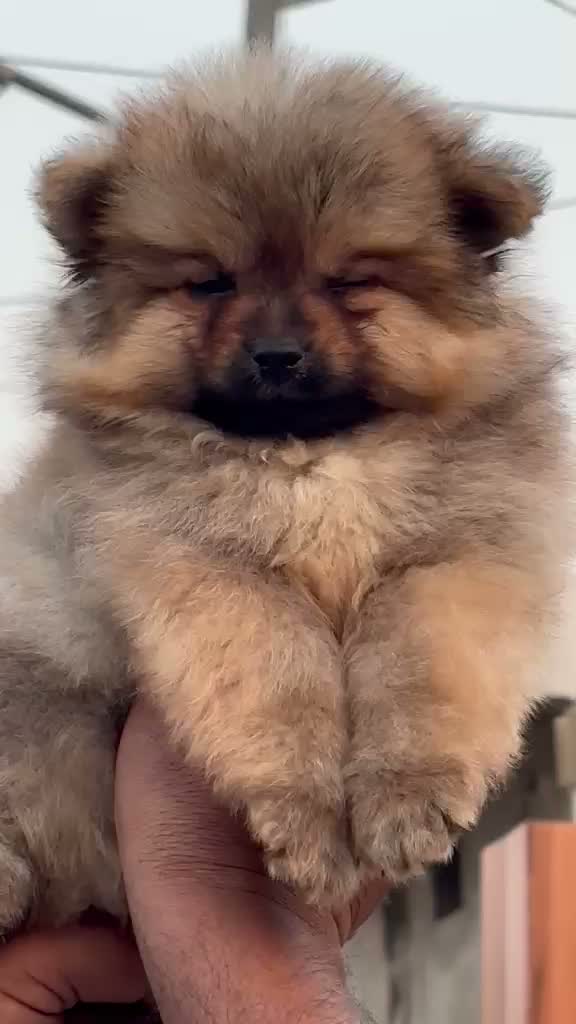 Culture Toy Pom Puppy | Black, farm video