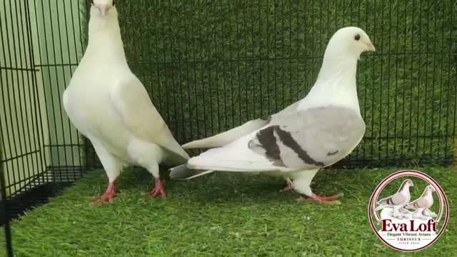 Chotiyal Pigeon, farm video