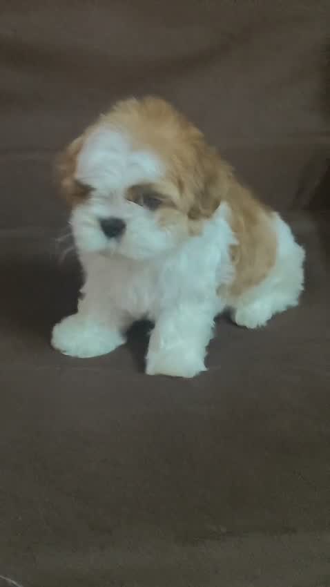 Shih Tzu | Black Color, farm video