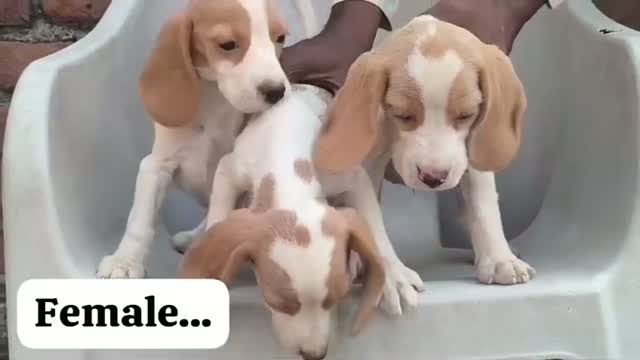 Dachshund Puppy | Brown, farm video