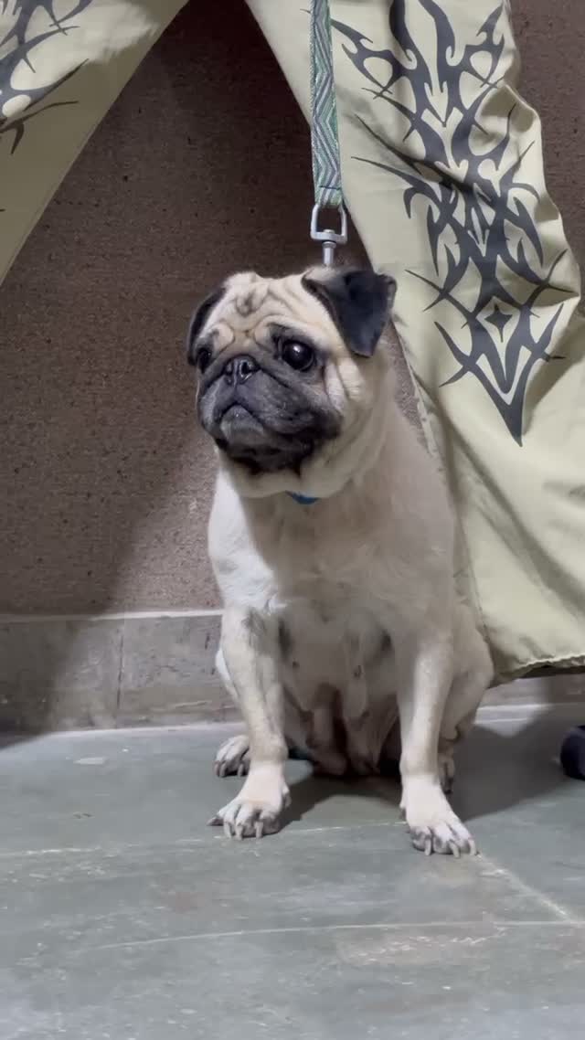 Pug Puppy, farm video