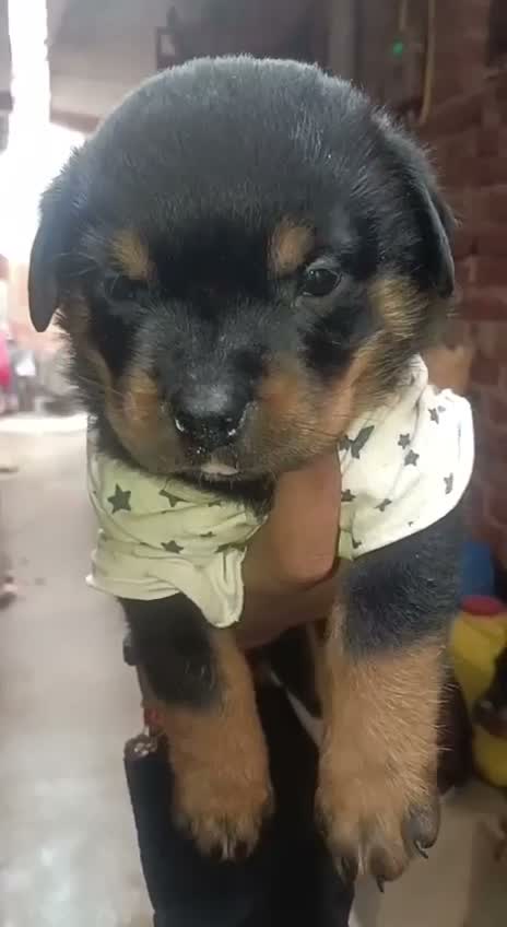Rottweiler Puppy, farm video