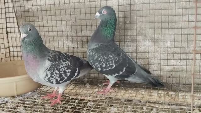 Jacobin Pigeon, farm video