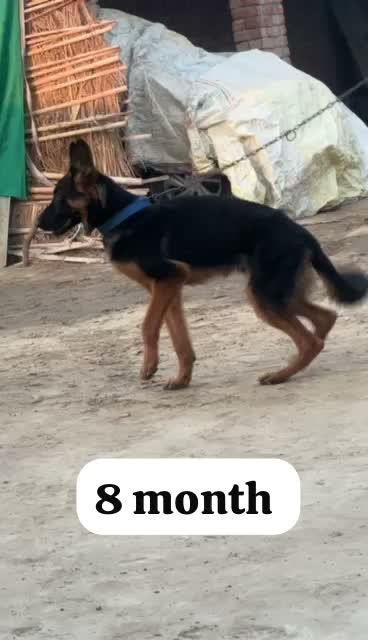 German Shepherd Puppy, farm video
