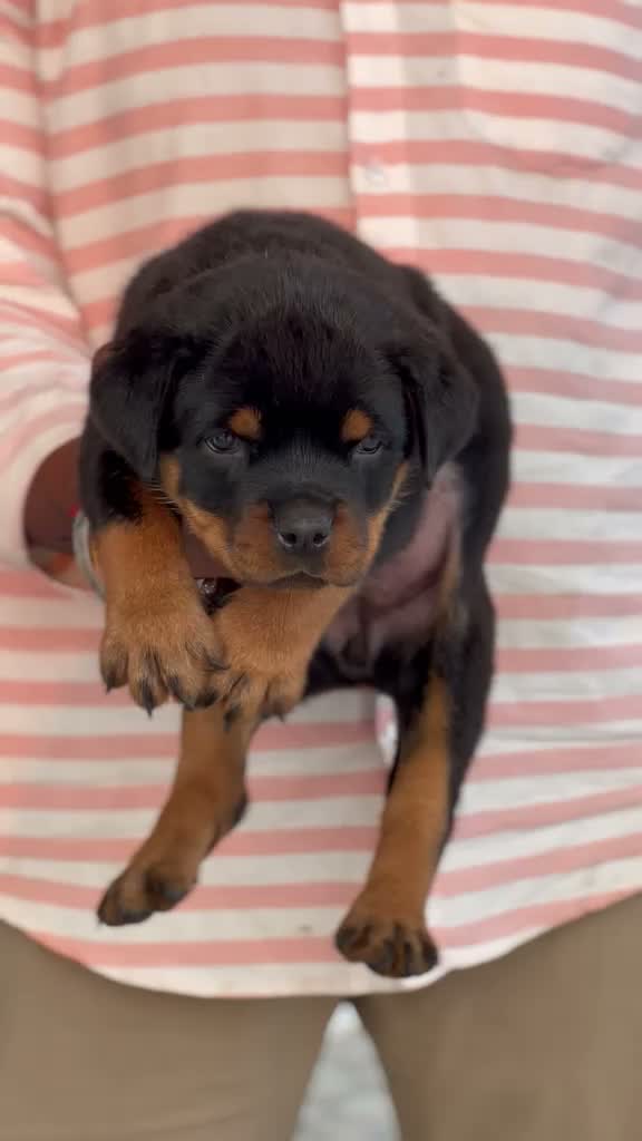 Dachshund Puppy | Brown & Tan, farm video