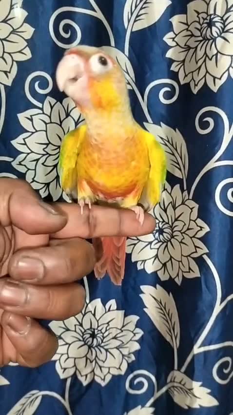 Pineapple Headed Conure, farm video