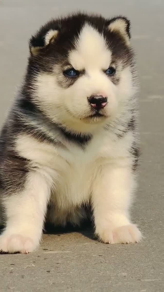 Siberian Husky Puppy | Black & White Color, farm video