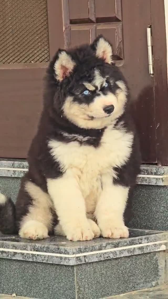 Siberian Husky Puppy | Black & White Color, farm video