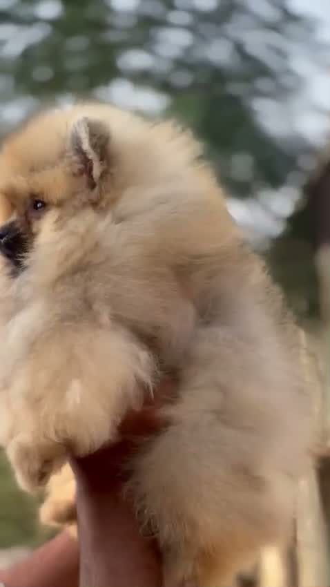 Toy Poodle Puppy, farm video