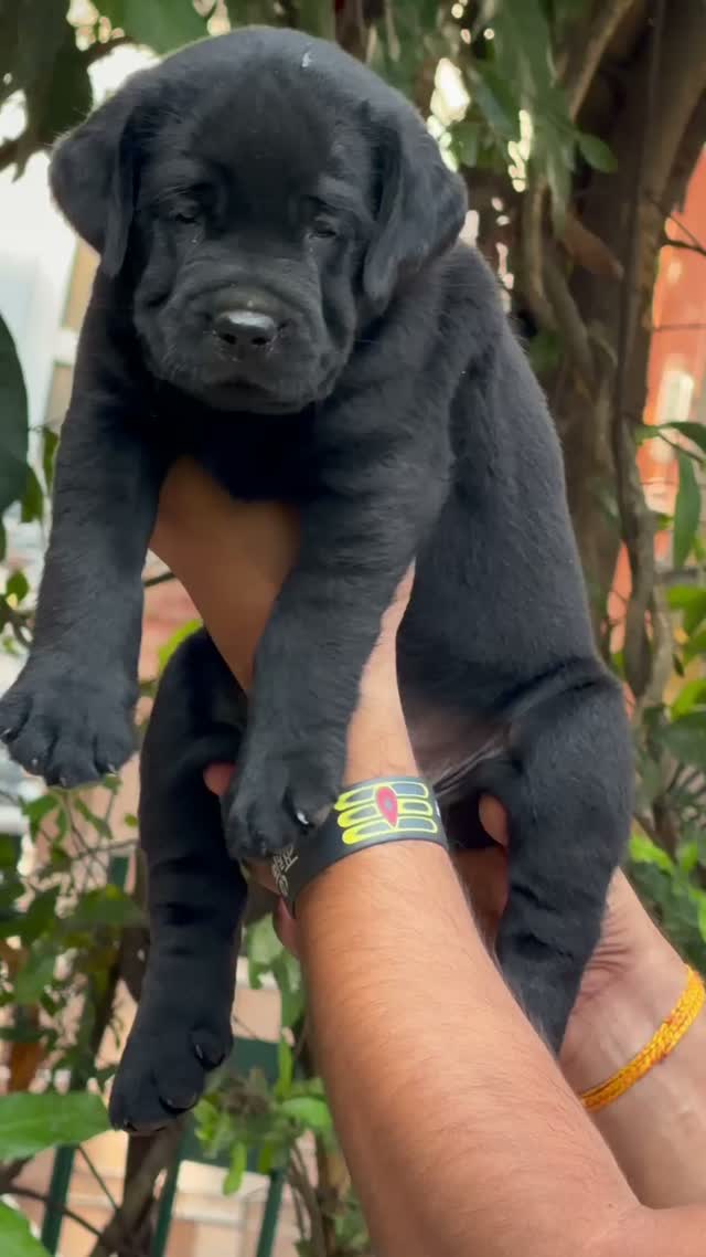 Beagle Black & Tan Puppy, farm video