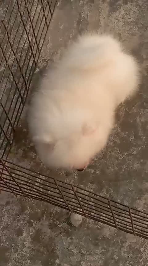 Toy Poodle Puppy, farm video