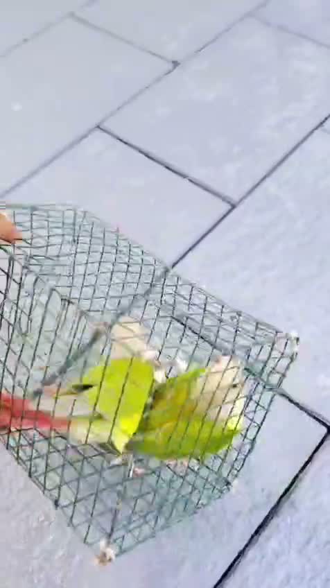Pineapple Headed Conure, farm video