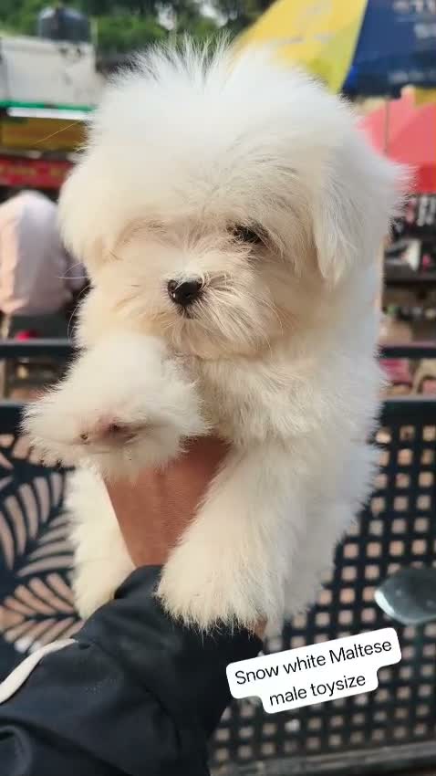 Toy Poodle Puppy, farm video