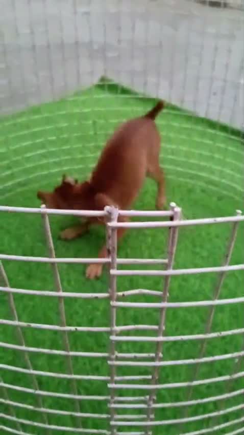 Miniature Pinscher Puppy | Brown & Tan, farm video