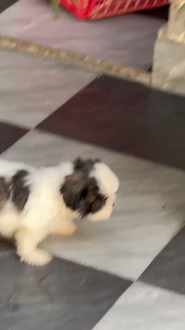 Shih Tzu | Black Color, farm video