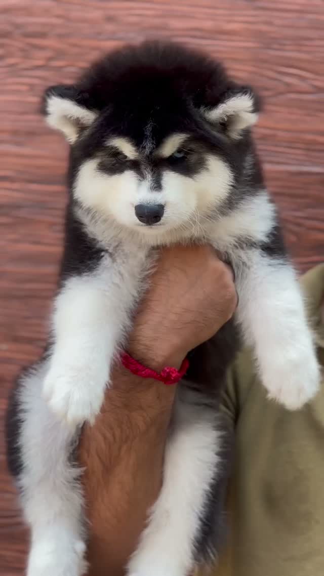 Siberian Husky Puppy | Black & White Color, farm video