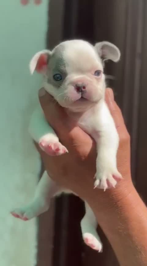 French Mastiff Puppy, farm video