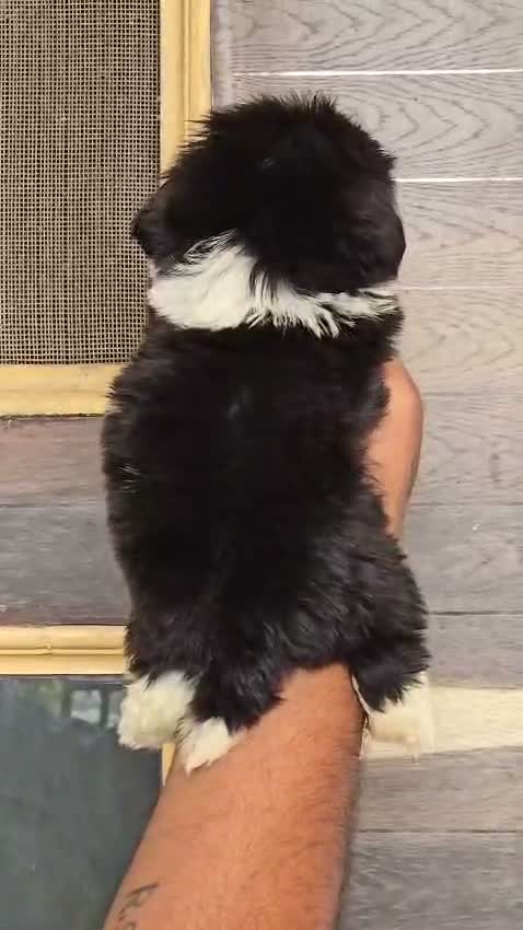 Shih Tzu | Black Color, farm video