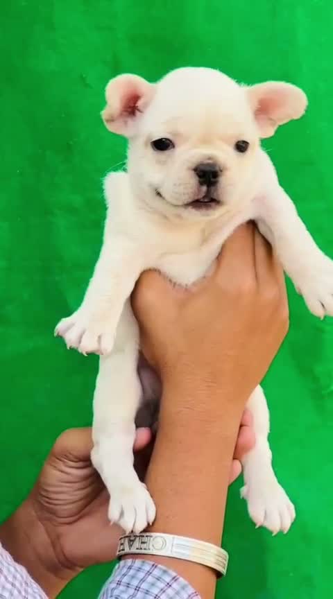 French Mastiff Puppy, farm video