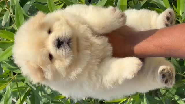 Chow Chow Puppies, farm video