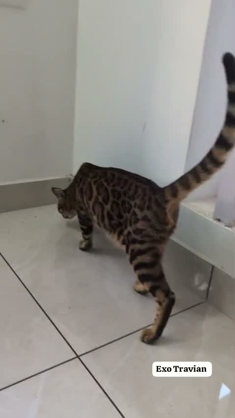 Bengal Kitten, farm video
