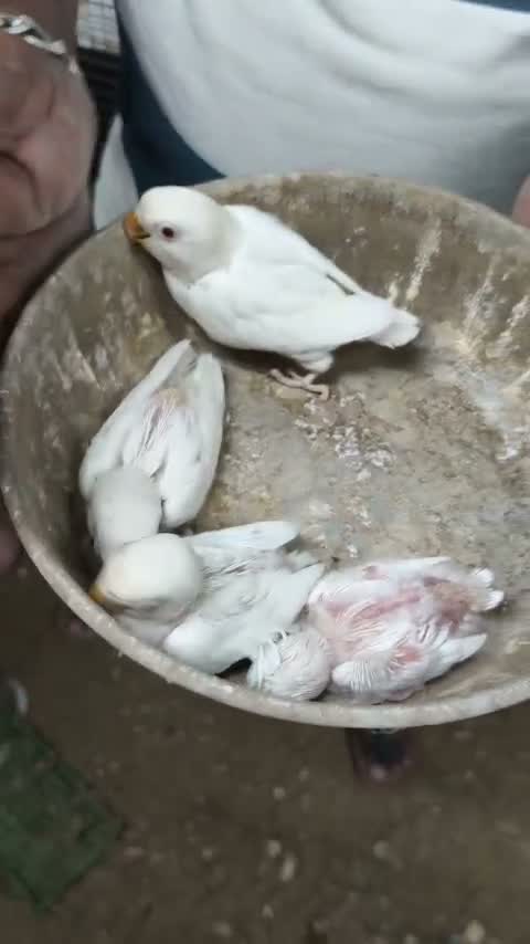 African Love Birds | Violet, farm video