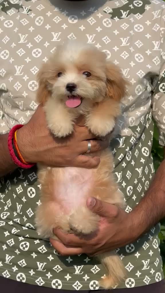 Toy Poodle Puppy, farm video