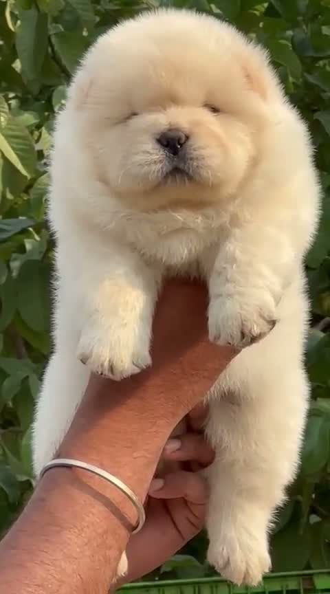 Persian, farm video