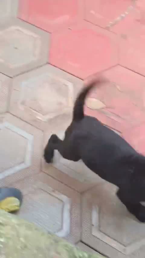 Beagle Black & Tan Puppy, farm video