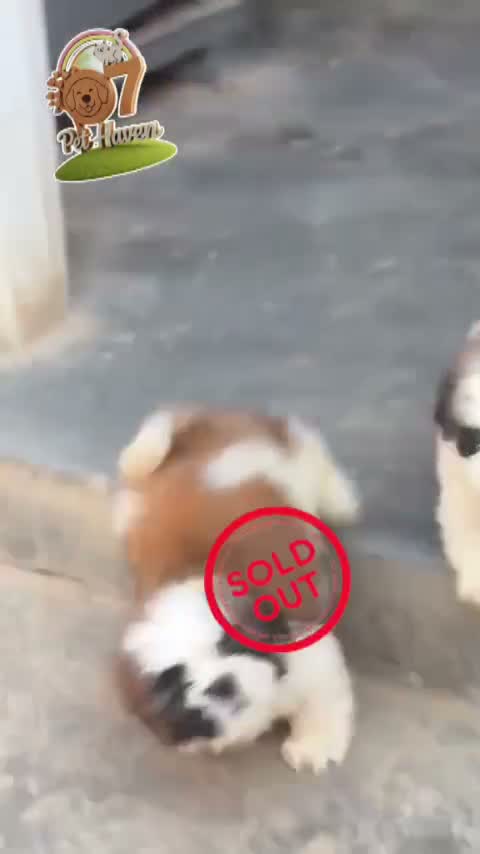 Shih Tzu | Black Color, farm video