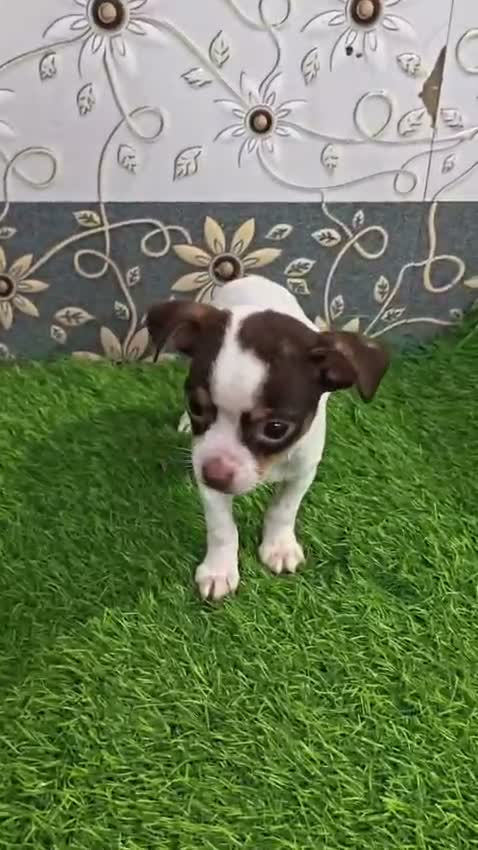 Chihuahua Puppy, farm video