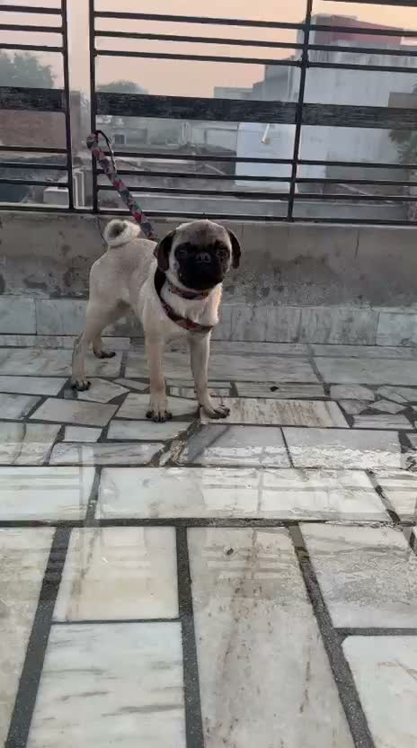 Pug Puppy, farm video