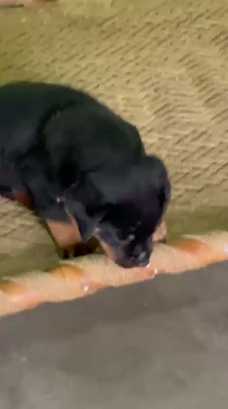 Rottweiler Puppy, farm video
