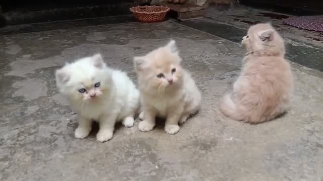 Persian, farm video