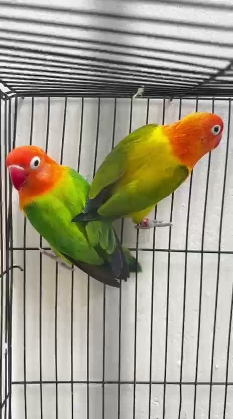 African Love Birds | Lutino, farm video