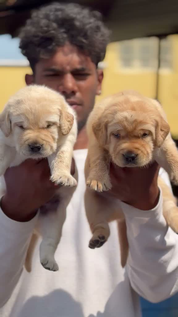 Beagle Black & Tan Puppy, farm video