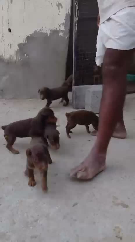 Doberman Pinscher Puppy | Brown & Tan, farm video
