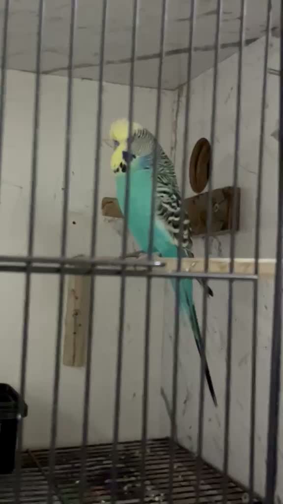 Exhibition Budgies, farm video