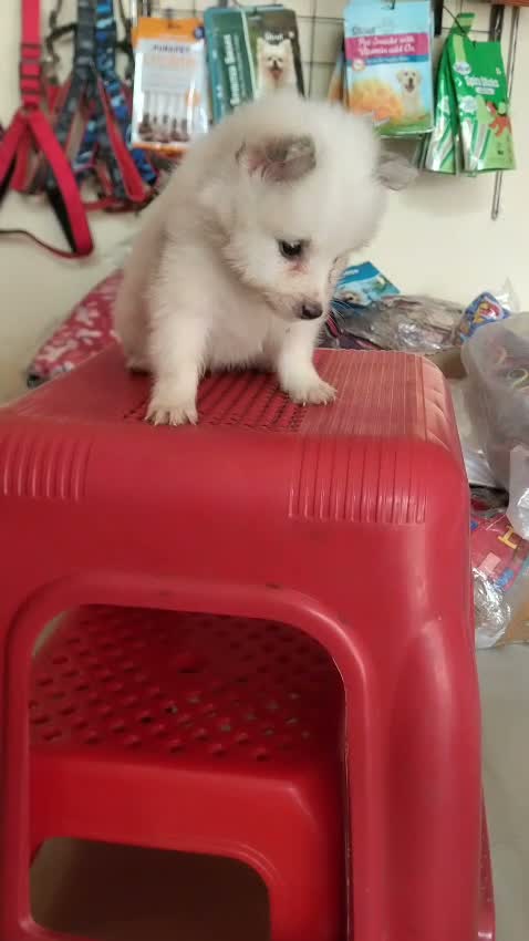 Pomeranian Puppy, farm video