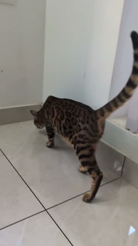 Bengal Kitten, farm video