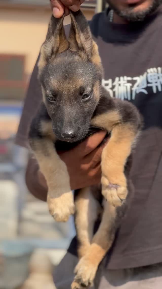 German Shepherd Puppy, farm video